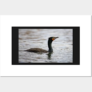 Cormorant Posters and Art